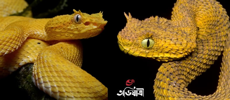 সবচেয়ে বিষধর সাপের দ্বীপ